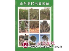 4-6公分柽柳价格 山东柽柳基地 山东苗木 书鑫园林图1