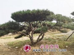 造型黑松-造型油松-造型松-景观松齐全-成活率高 富华松树图1