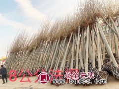 8公分法桐价格 精品法桐基地 山东法桐之乡 惠民瑞祥绿化图1