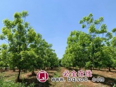 榉树价格-江苏榉树-江苏农景生态建设有限公司-榉树基地图1