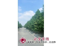 靖江市兴诚苗木专业合作社专业供应中山杉 中山杉价格图1