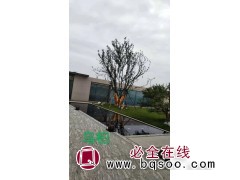 大规格乌桕树供应 乌桕造型树 售楼部专用乌桕树 龙园园林图1