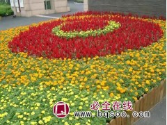 四季草花,观赏草系列 山东时令花卉, 宿根花卉 美腾花卉图3