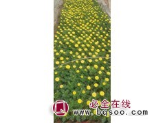 四季草花,观赏草系列 山东时令花卉, 宿根花卉 美腾花卉图5