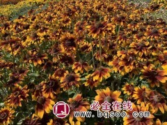 青州美腾花卉苗木大量出售国庆菊 青州花卉 国庆菊价格表图2