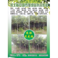 地接香花槐专供 河北香花槐批发价格 旭绿苗木苗木合作社