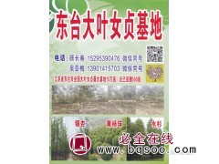 500亩自家大叶女贞基地 大叶女贞价格表 东台大叶女贞基地图1