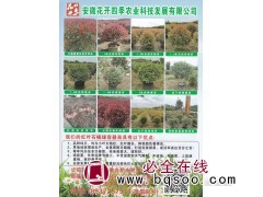 红叶石楠大桶绿篱色块专用苗 花开四季农业科技发展有限公司图1