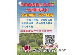 洛阳大叶黄杨基地 常年供应自产自销黄杨工程苗 洛阳黄杨基地图1