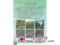 石岩杜鹃小苗大量供应 叶县方圆苗圃 河南石岩杜鹃基地图1