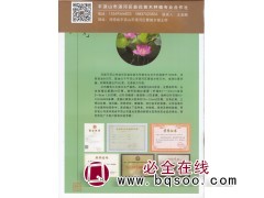 丛生玫瑰红紫薇20万棵 独杆玫瑰红紫薇 平顶山湛河区益花苗木图1