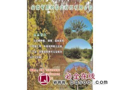 千亩元宝枫基地 高杆元宝枫 安徽省原树农业科技有限公司图1