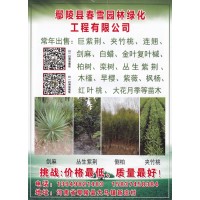 鄢陵县春雪园林绿化工程有限公司常年出售 巨紫荆 河南巨紫荆