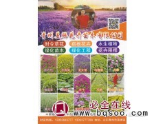 青州美腾花卉苗木有限公司时令草花 宿根花卉 花海设计施工图1