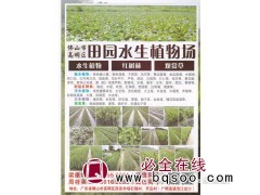 田园水生植物场供应水生植物 美人蕉 各色鸢尾 水生美人蕉价格图1