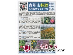 花雕造型 草花月季 宿根地被 青州市桂珍花卉苗木专业合作社图1