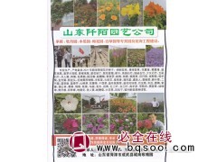 山东阡陌园艺承接牡丹园、木瓜园、梅花园、百草园等花海工程建设图1