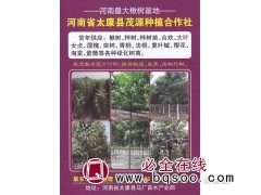 楸树基地 太康县茂源种植合作社 楸树 梓树 速生楸树苗批发图1