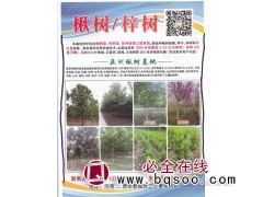 楸树/梓树各种规格工程用苗 西华县亚洲楸树基地 楸树价格表图1