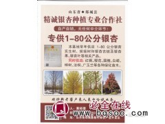 专供1-80公分银杏树 无中介 无中间环节 山东精诚银杏苗木图1