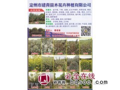 定州市建青苗木花卉种植有限公司 金叶榆 金叶榆小苗 金叶榆图1