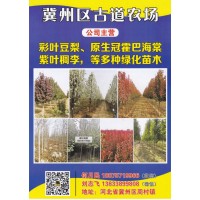 河北冀州市古道农场 河北彩叶豆梨基地 彩叶豆梨价格表 豆梨苗