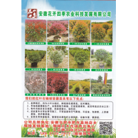 红叶石楠球绿篱色块专用苗  安微花开四季农业科技发展有限公司