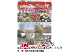 菏泽牡丹芍药基地经营各种牡丹、芍药大小苗 菏泽牡丹苗图1