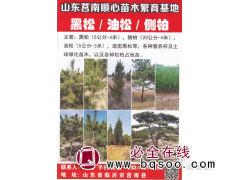 黑松5公分-4米 精品黑松 山东黑松 莒南顺心苗木繁育基地图1