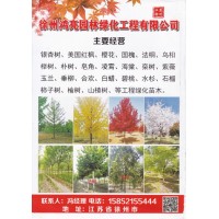 徐州鸿亮园林绿化工程有限公司 5-25公分美国红枫 红枫