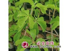 爬山虎盆栽 木质藤本植物 五叶地锦 垂直绿化 生长速度快图1