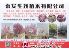 泰安市生茂苗木有限公司常年供应樱花、阳光樱花、高杆樱花图1