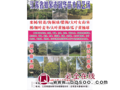 如皋市润华苗杰园艺场 栾树 江苏栾树基地 栾树绿化工程苗图1