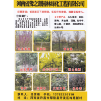 河南省豫之源园林绿化工程有限公司 丛生紫荆 多种规格巨紫荆树