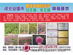 安国市英欣秧苗试验园 河北芍药基地 芍药苗 芍药花苗大量批发图1