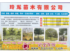 滨州市玲龙苗木有限公司 白蜡树 速生白蜡价格 白蜡行道树图1