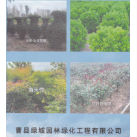 曹县绿城园林绿化工程有限公司，黄杨球，
