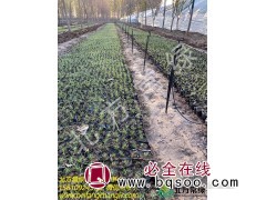 野牛草营养杯苗基地供应直发，当天发货图3