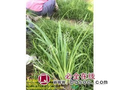 北京青绿苔草种植时间介绍图2