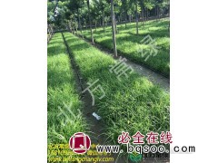 北京青绿苔草种植时间介绍图4