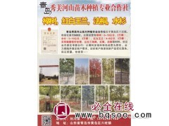 青岛秀美河山苗木 山东榉树 青岛榉树基地 精品榉树价格表图1