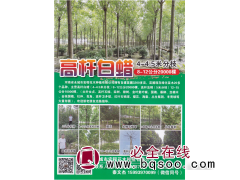 永城市宏程花木种植有限公司，高杆白蜡，高杆法桐图1