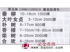 玉林园林苗圃基地  垂柳 垂柳价目表 精品垂柳图1