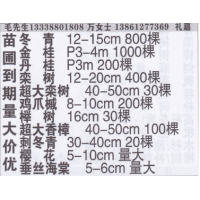 江苏省常州市冬青苗圃厂 冬青基地 精品冬青