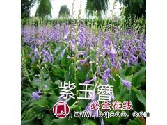 紫玉簪苗价格 东北玉簪基地 靠山镇虹越花木场 玉簪钵苗批发图1