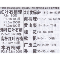 无锡市惠南红叶石楠球基地 红叶石楠球价目表