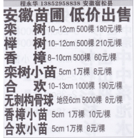 安徽苗圃种植基地 精品栾树 栾树价目表