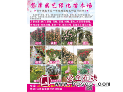 芳泽园艺绿化苗木场 玫瑰花柱 精品玫瑰花柱图1