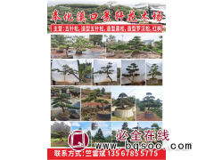 奉化溪口景轩花木场 精品五针松 五针松价目表图1