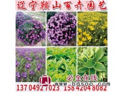 花叶玉簪苗 花叶玉簪大量供应 玉簪小苗 辽宁鞍山百卉园艺图1